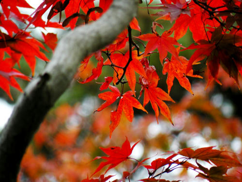 okutama081115_056.jpg