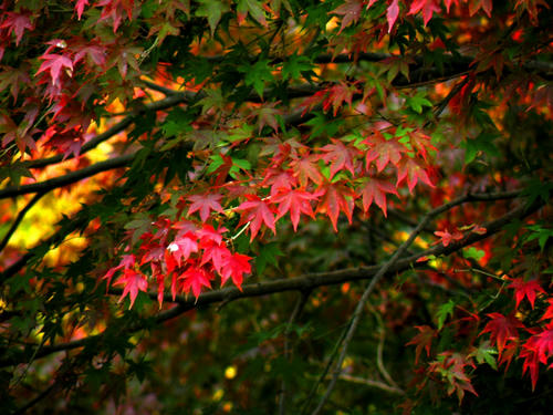 okutama081115_058.jpg