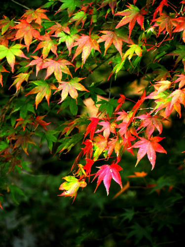 okutama081115_059.jpg
