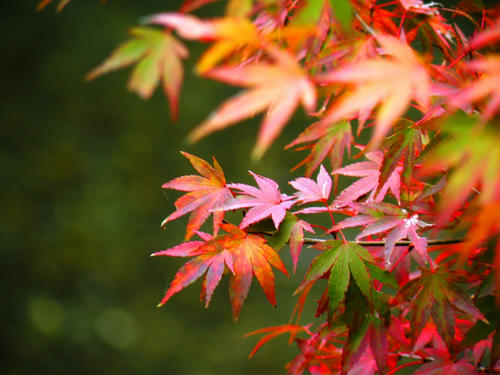 okutama081115_060.jpg