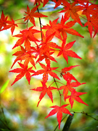 okutama081115_062.jpg