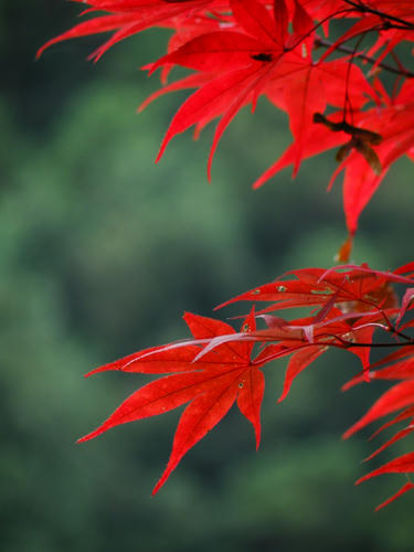 okutama081115_066.jpg