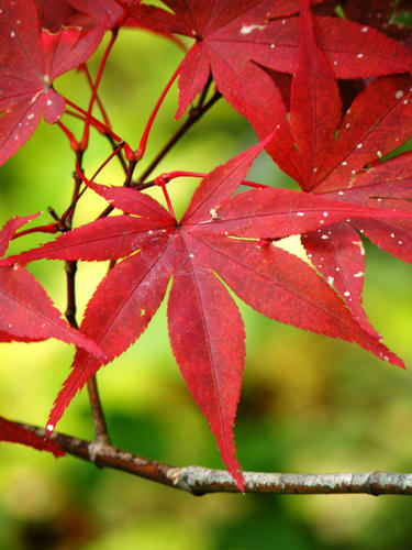 okutama081115_068.jpg
