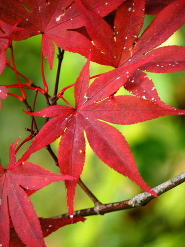 okutama081115_069.jpg
