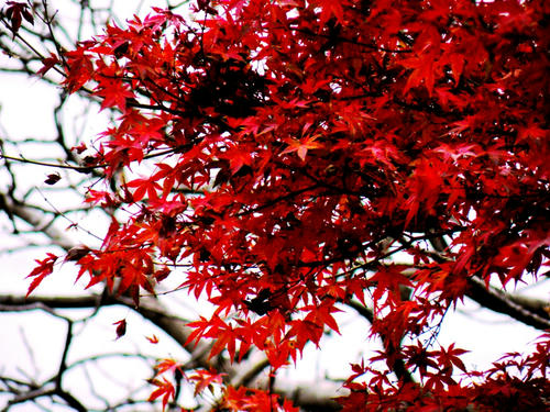 okutama081115_072.jpg