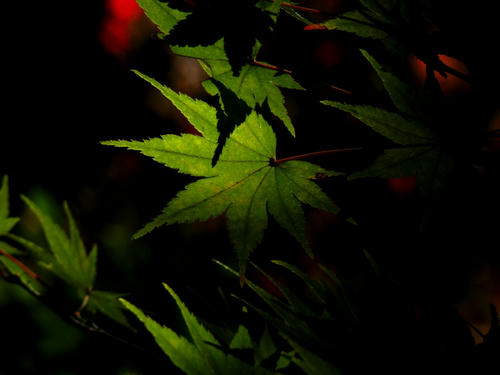 kamakura081122_008.jpg