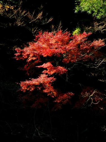 okutama081123_007.jpg