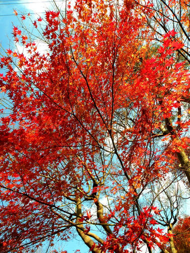 kinjo081206_014.jpg