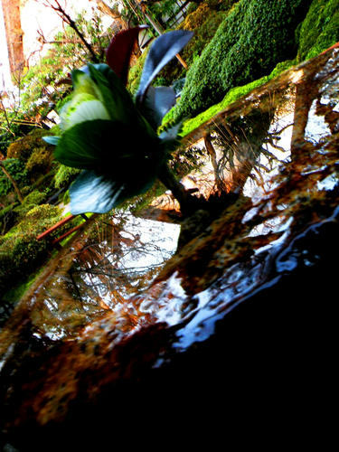 shibuonsen081213_006.jpg