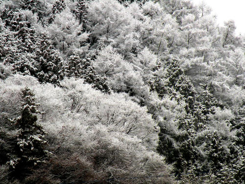 shibuonsen081213_020.jpg