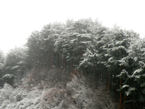 shibuonsen081213_039.jpg