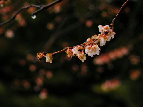 shirakawago090102_043.jpg
