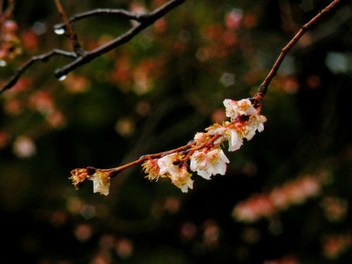 shirakawago090102_046.jpg