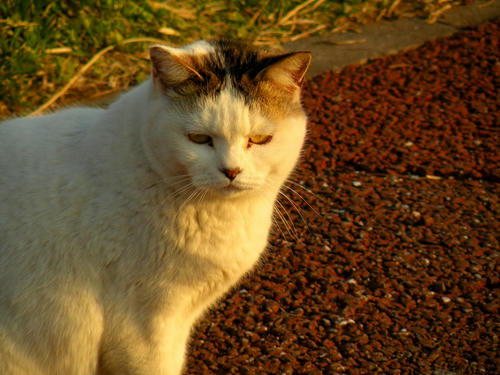 miurahanto090329_029.jpg