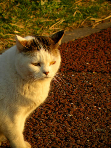 miurahanto090329_030.jpg