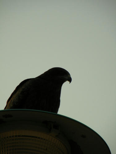 miurahanto090329_035.jpg