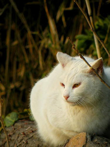 miurahanto090329_037.jpg