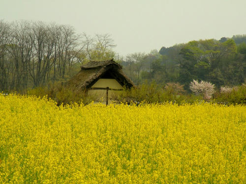 koma090412_kominka03.jpg
