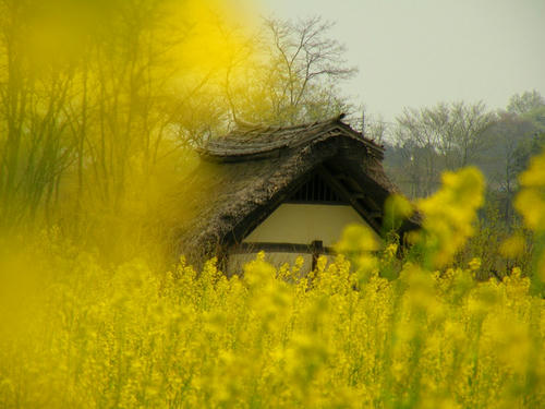 koma090412_kominka05.jpg
