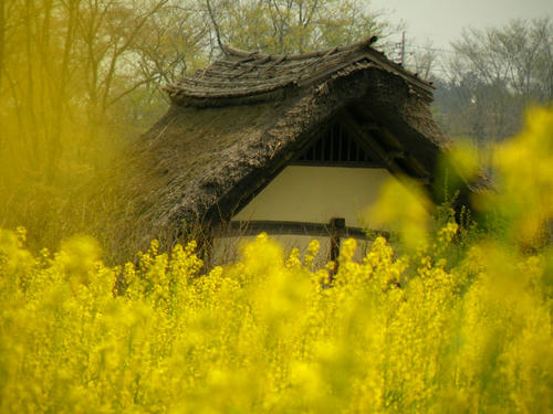 koma090412_kominka06.jpg