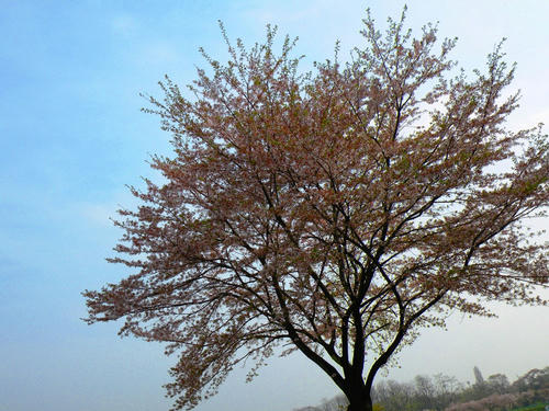 koma090412_sakura01.jpg
