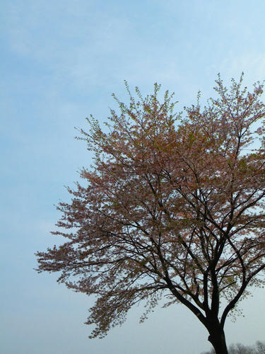 koma090412_sakura02.jpg
