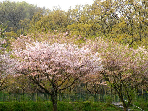 koma090412_sakura03.jpg