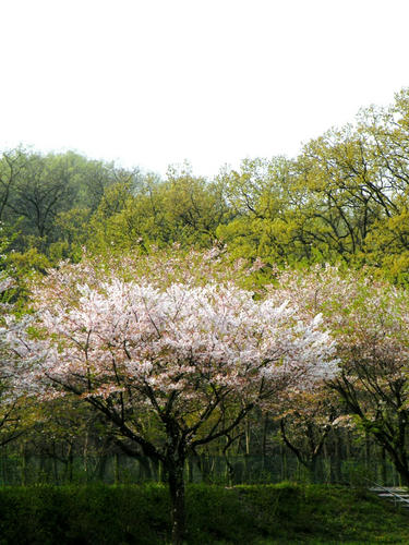 koma090412_sakura05.jpg