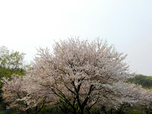 koma090412_sakura06.jpg