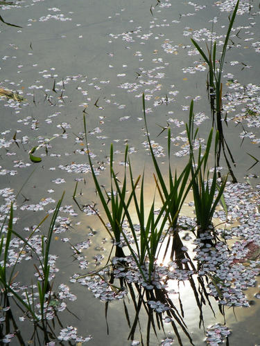 koma090412_sakura07.jpg