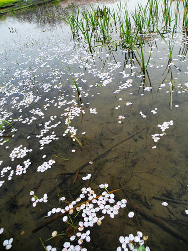 koma090412_sakura08.jpg