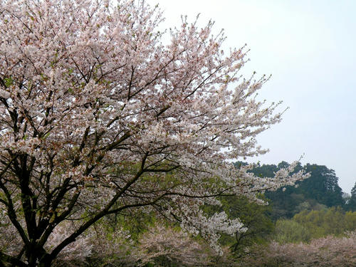 koma090412_sakura09.jpg