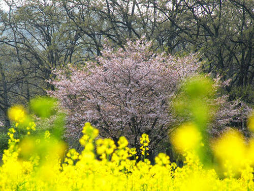 koma090412_sakuranabana03.jpg
