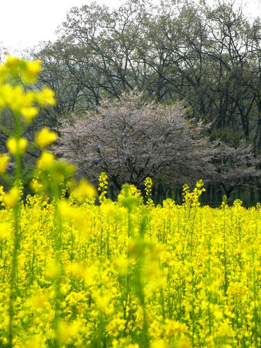 koma090412_sakuranabana05.jpg