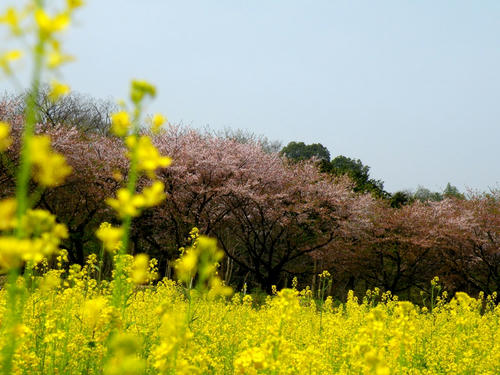 koma090412_sakuranabana06.jpg