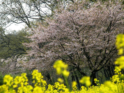 koma090412_sakuranabana08.jpg