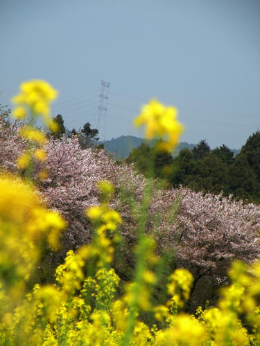 koma090412_sakuranabana10.jpg
