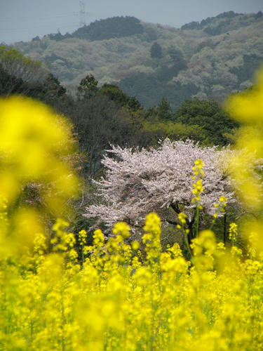koma090412_sakuranabana11.jpg