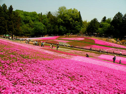 hitsujiyama090502_002.jpg