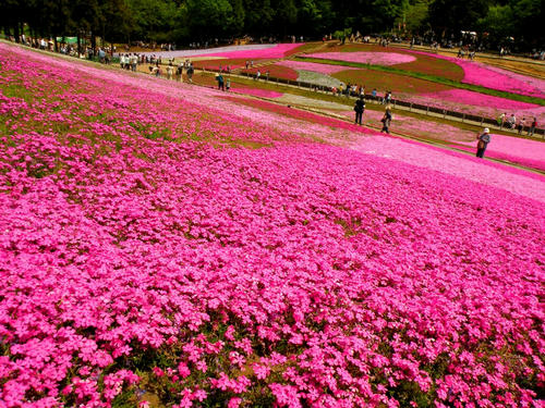 hitsujiyama090502_004.jpg