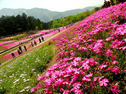 hitsujiyama090502_006.jpg