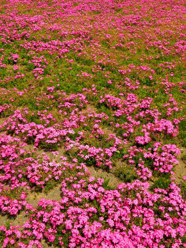 hitsujiyama090502_008.jpg