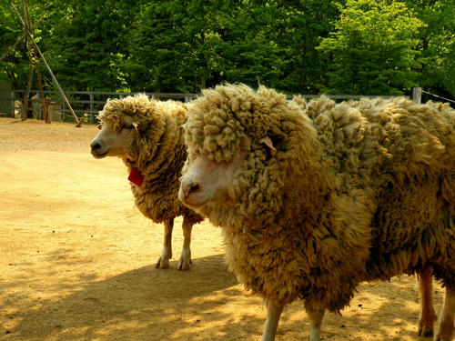hitsujiyama090502_012.jpg