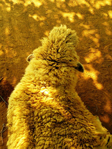 hitsujiyama090502_017.jpg