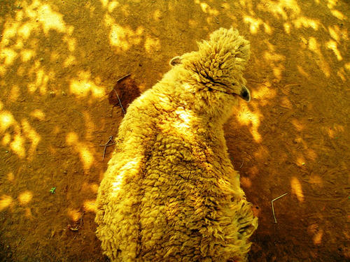 hitsujiyama090502_018.jpg