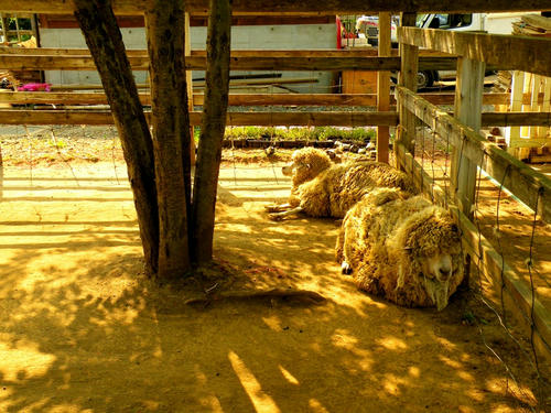 hitsujiyama090502_020.jpg
