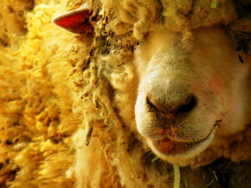 hitsujiyama090502_030.jpg