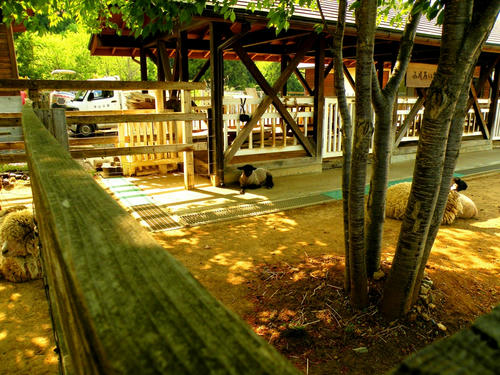 hitsujiyama090502_036.jpg