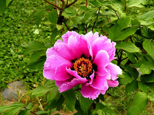 hamarikyu090504_012.jpg