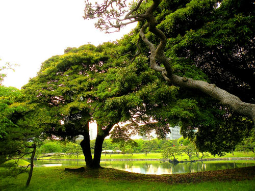 hamarikyu090504_017.jpg